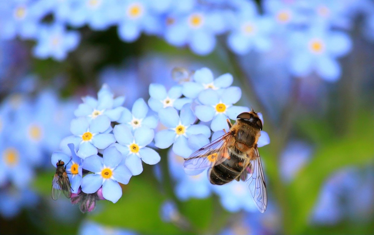 forget me not, hoverfly, fly